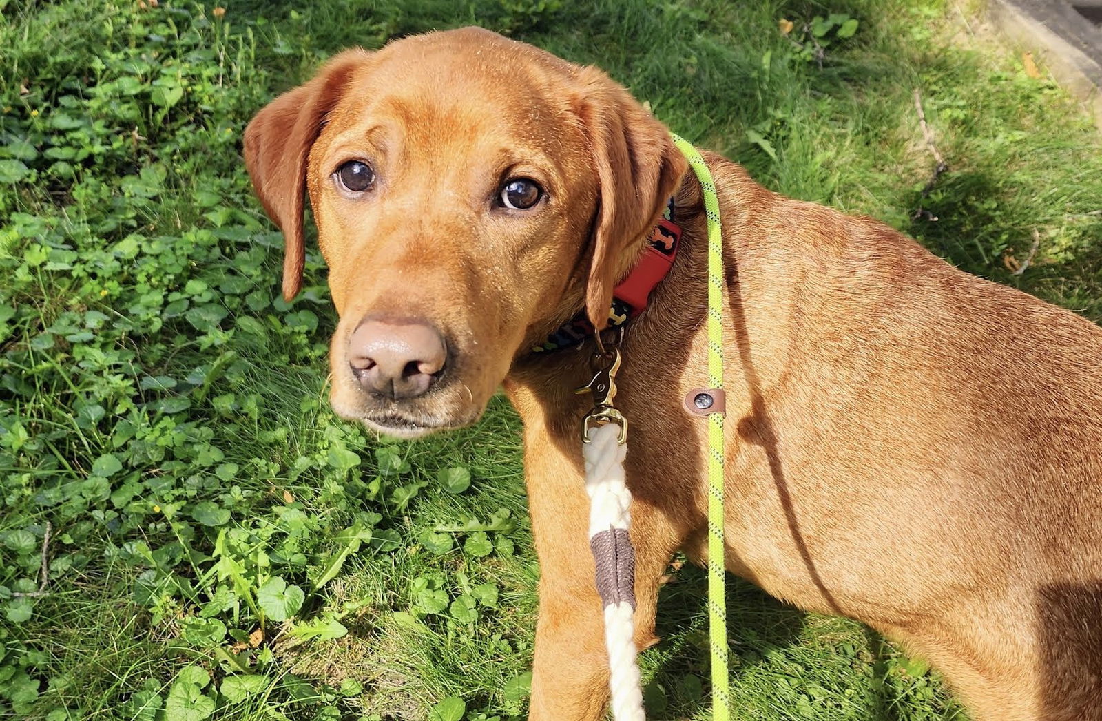 adoptable Dog in Elk River, MN named Pearlescent Moon