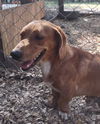 adoptable Dog in , MN named WadeWilson