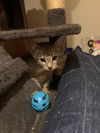 adoptable Cat in Princeton, MN named Little-Brave