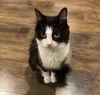 adoptable Cat in Princeton, MN named Maggie