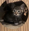 adoptable Cat in , MN named Murphy