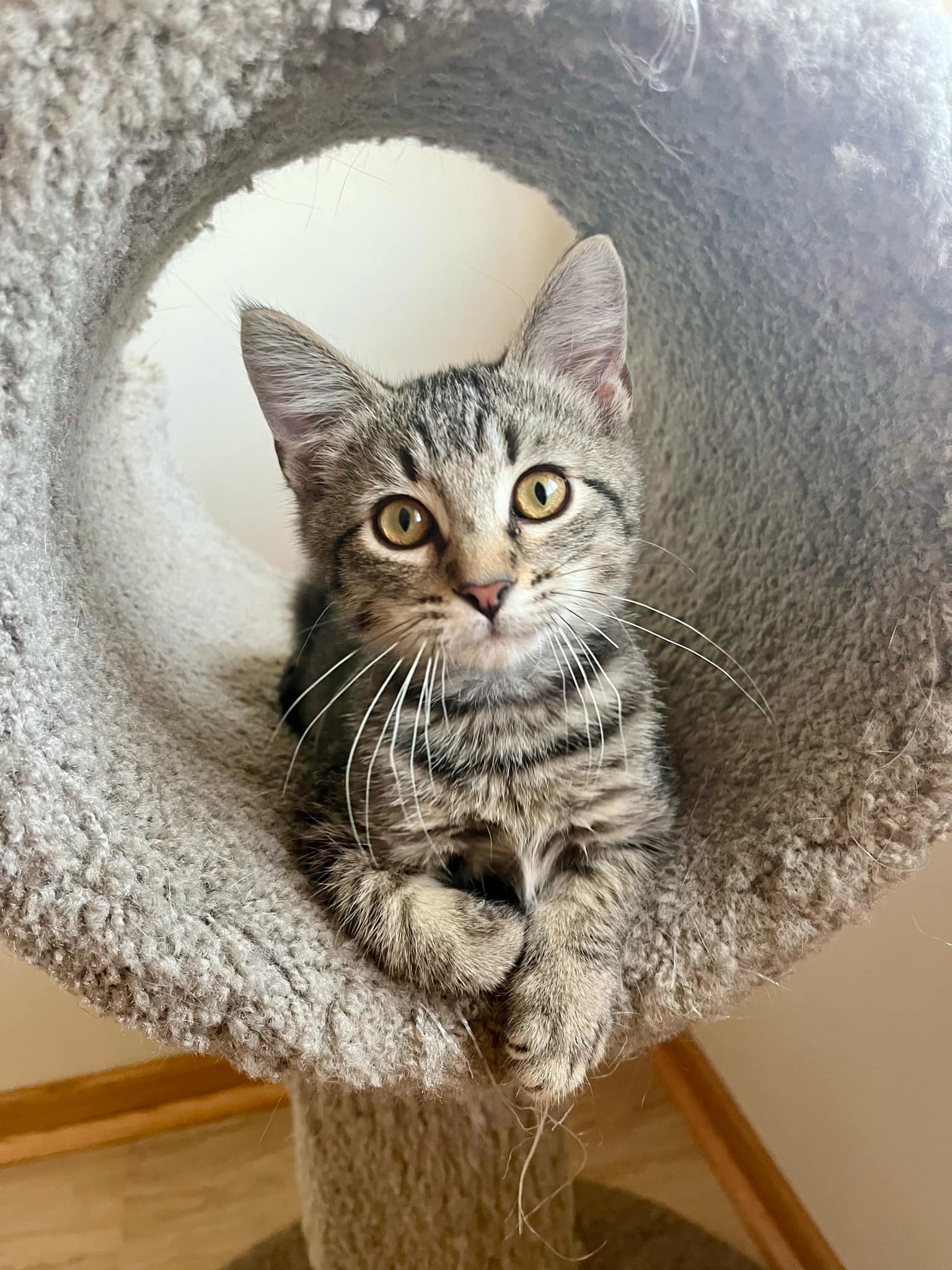 adoptable Cat in Princeton, MN named Pavlov