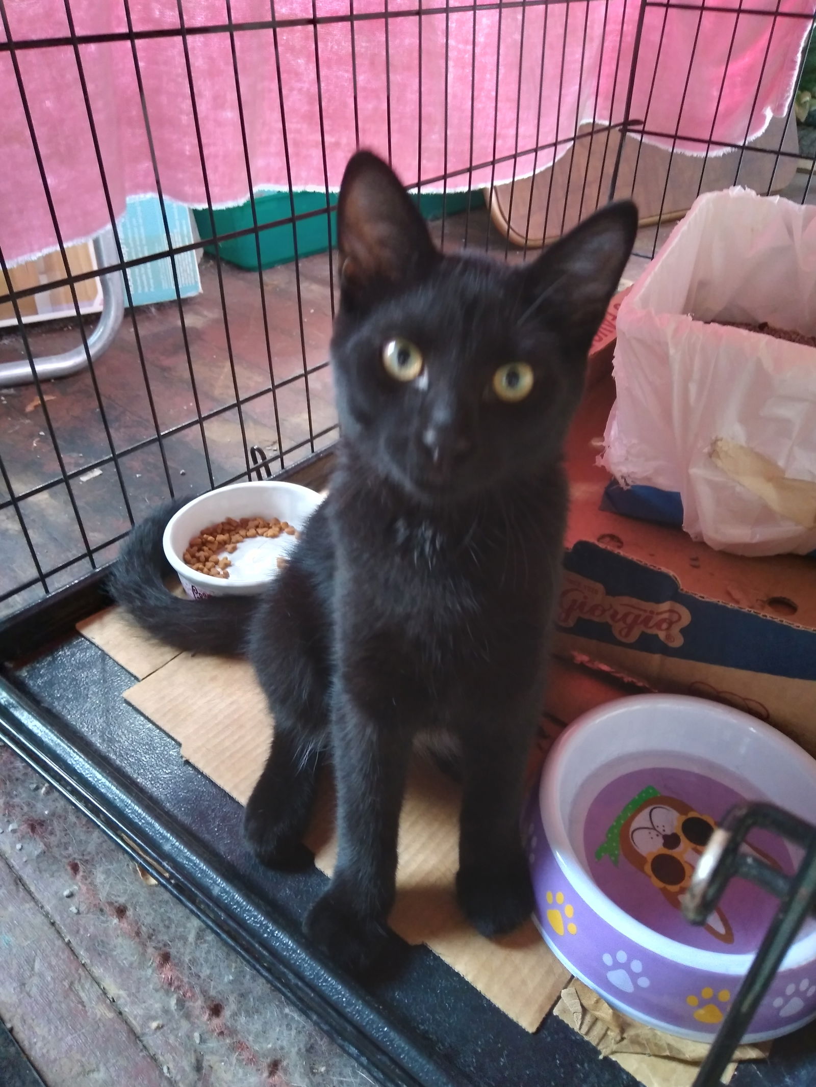 adoptable Cat in Princeton, MN named Basil