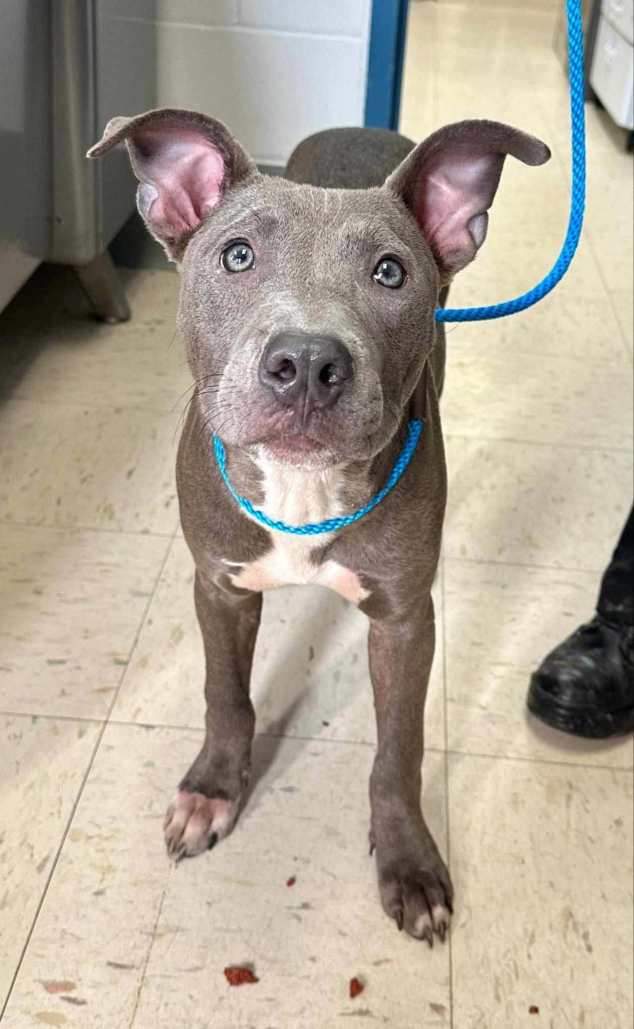 adoptable Dog in Prior Lake, MN named Greyson