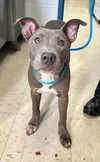 adoptable Dog in , MN named Greyson