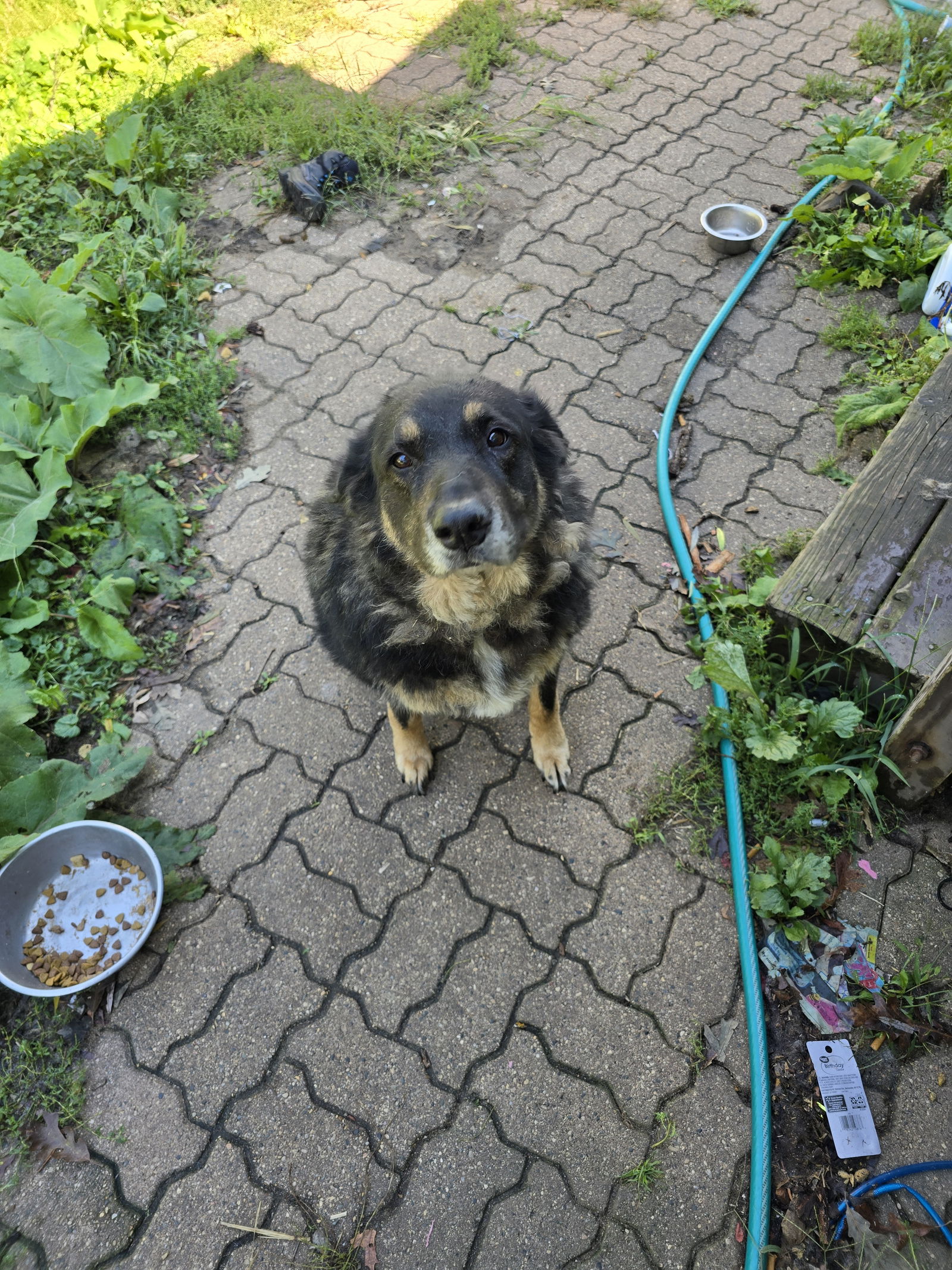 adoptable Dog in Princeton, MN named Tessa