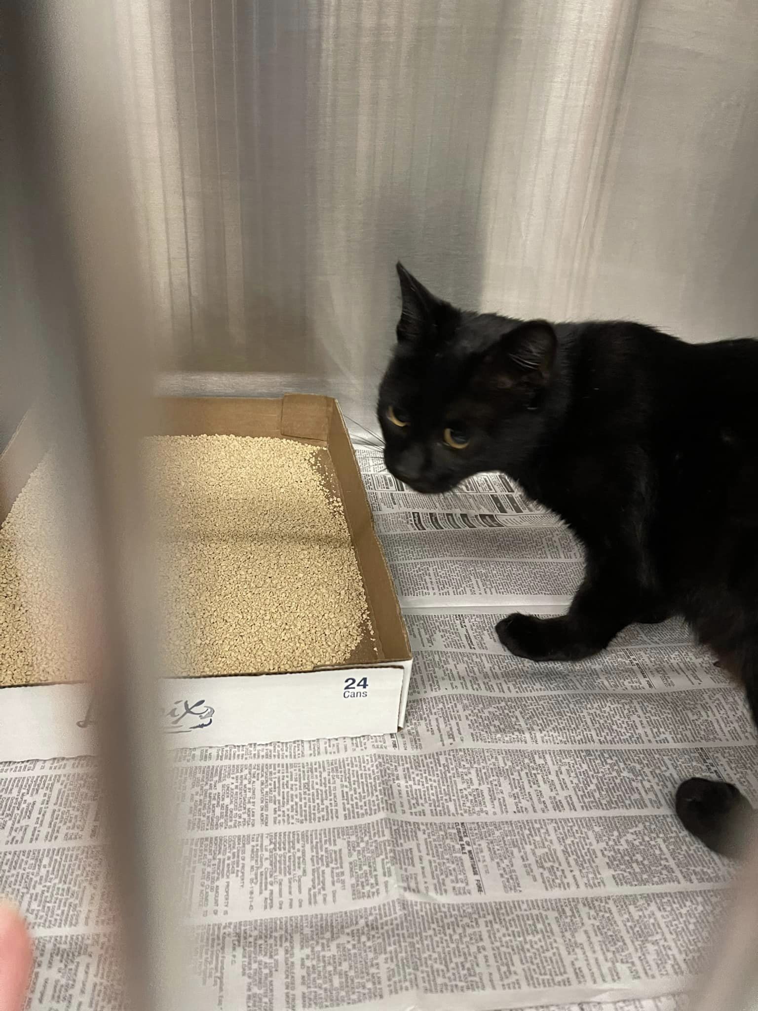 adoptable Cat in Princeton, MN named Walmart