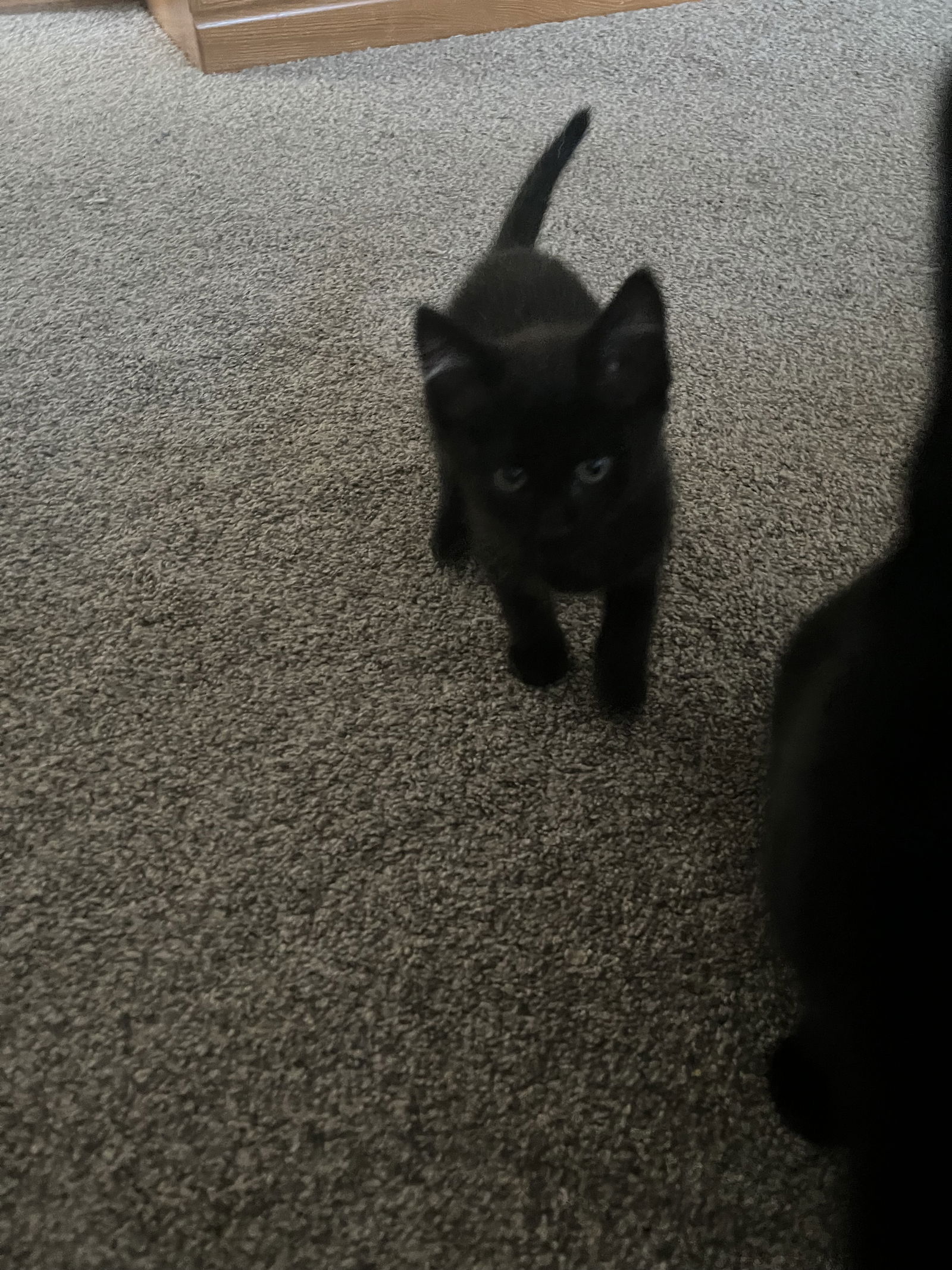 adoptable Cat in Princeton, MN named Midnight