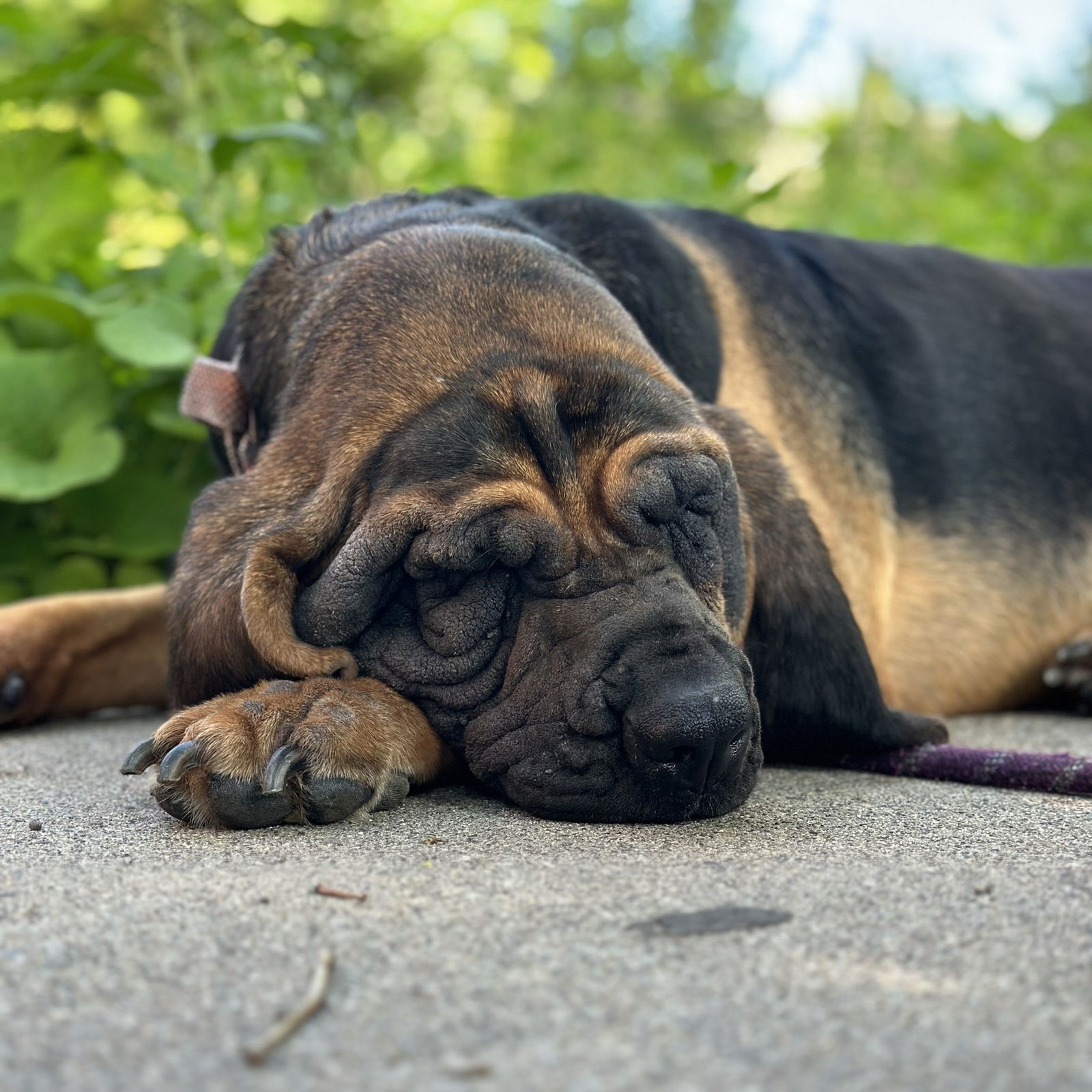 adoptable Dog in Princeton, MN named Macy