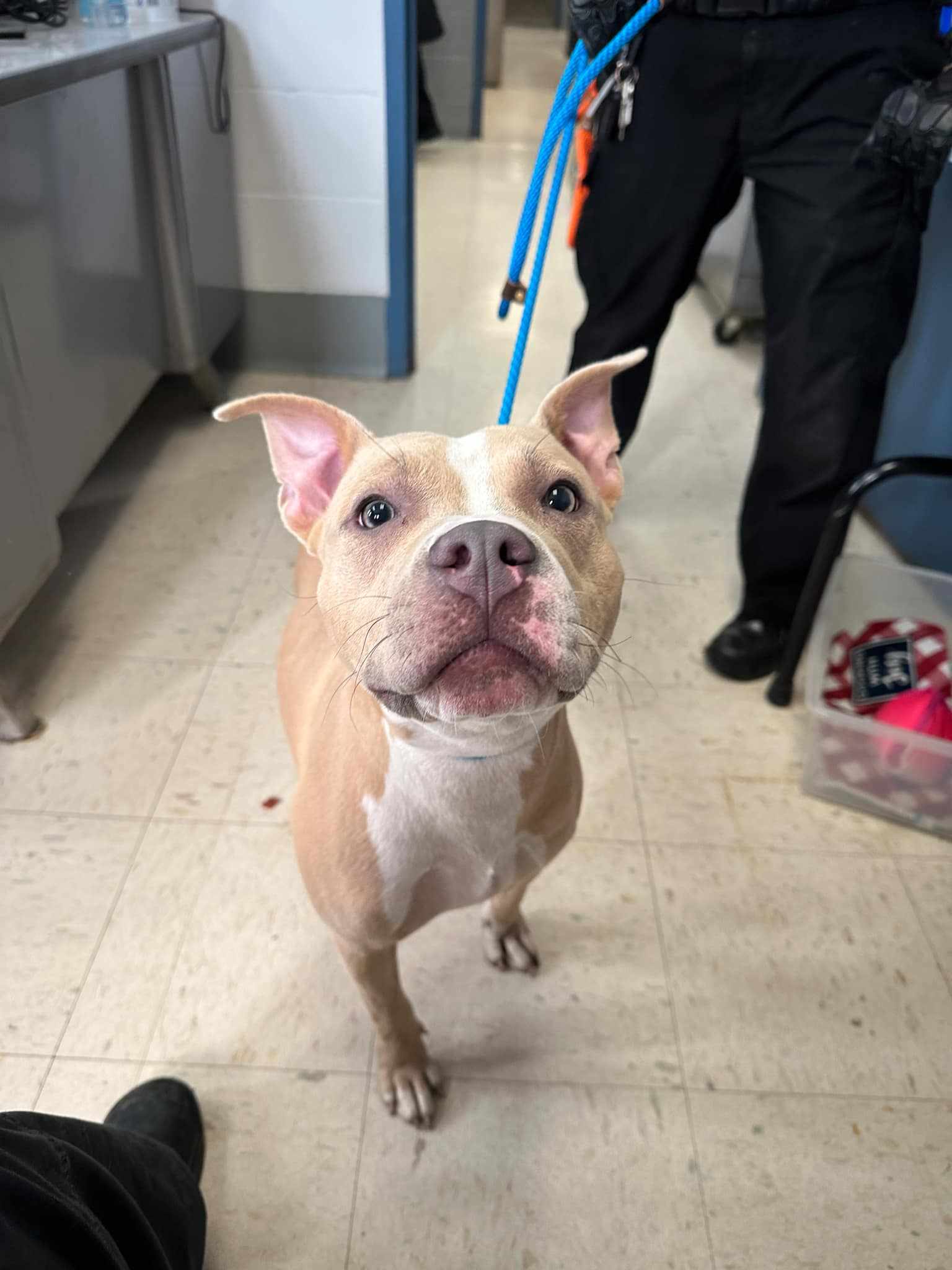 adoptable Dog in Princeton, MN named Peaches