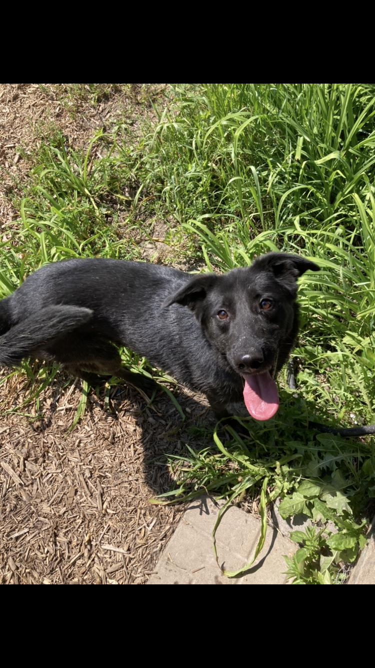 adoptable Dog in Princeton, MN named Daffy