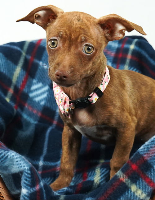 picture of the dog needing adoption