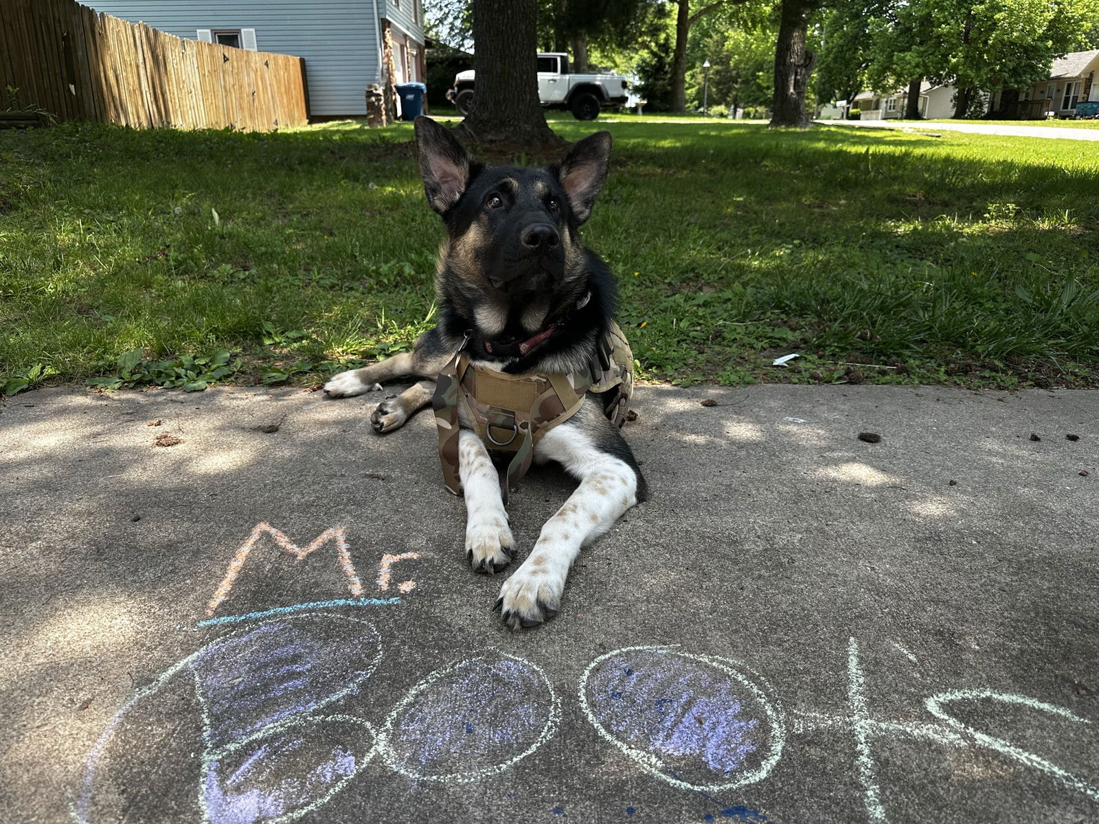 adoptable Dog in Princeton, MN named Mr. Boots