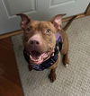 adoptable Dog in  named Willow Mina