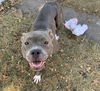 adoptable Dog in princeton, MN named Indigo