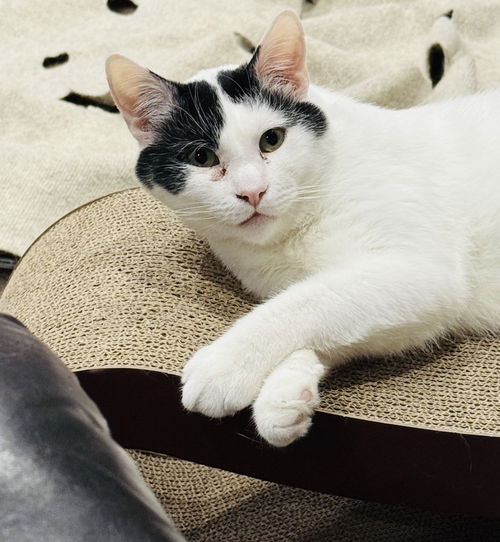 picture of the cat needing adoption