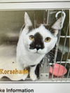 adoptable Cat in , MN named Rorschach