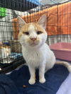 adoptable Cat in , MN named Henri