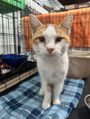 adoptable Cat in , MN named Cheez-It