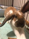 adoptable Rabbit in  named Emmett