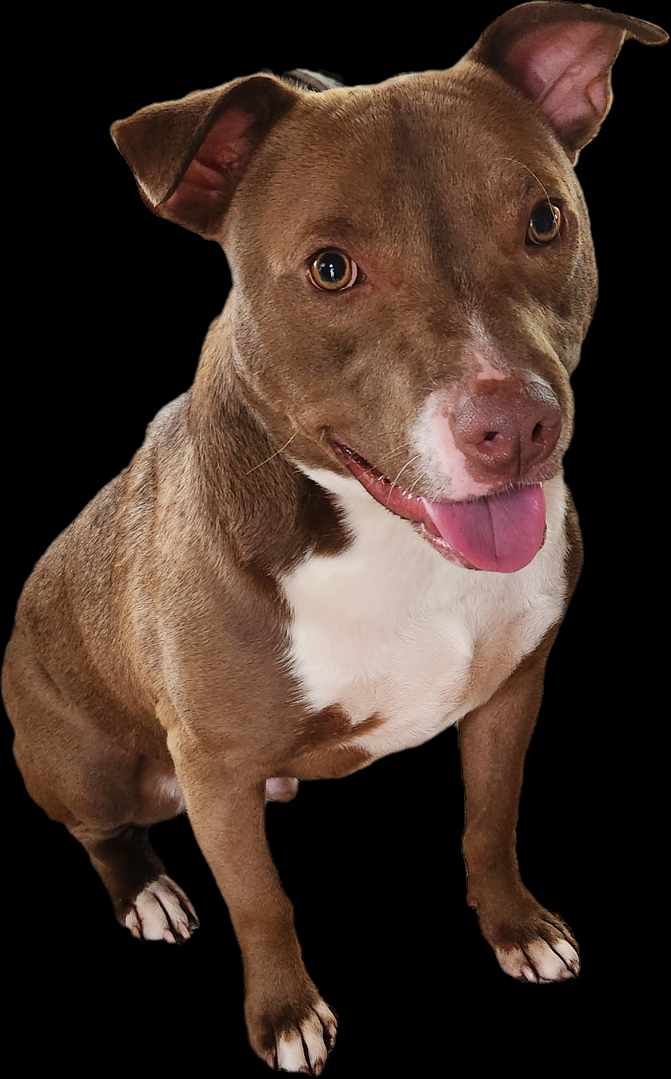 adoptable Dog in Princeton, MN named Ollie