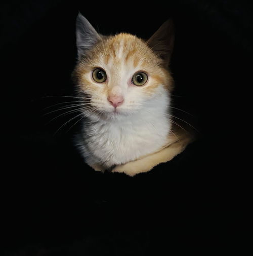 picture of the cat needing adoption