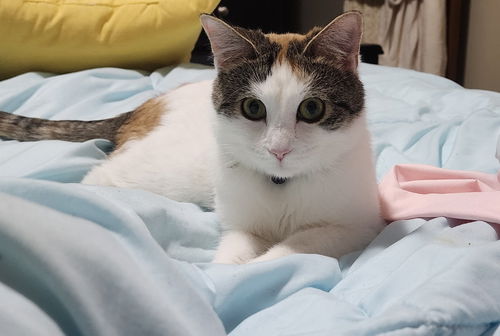 picture of the cat needing adoption