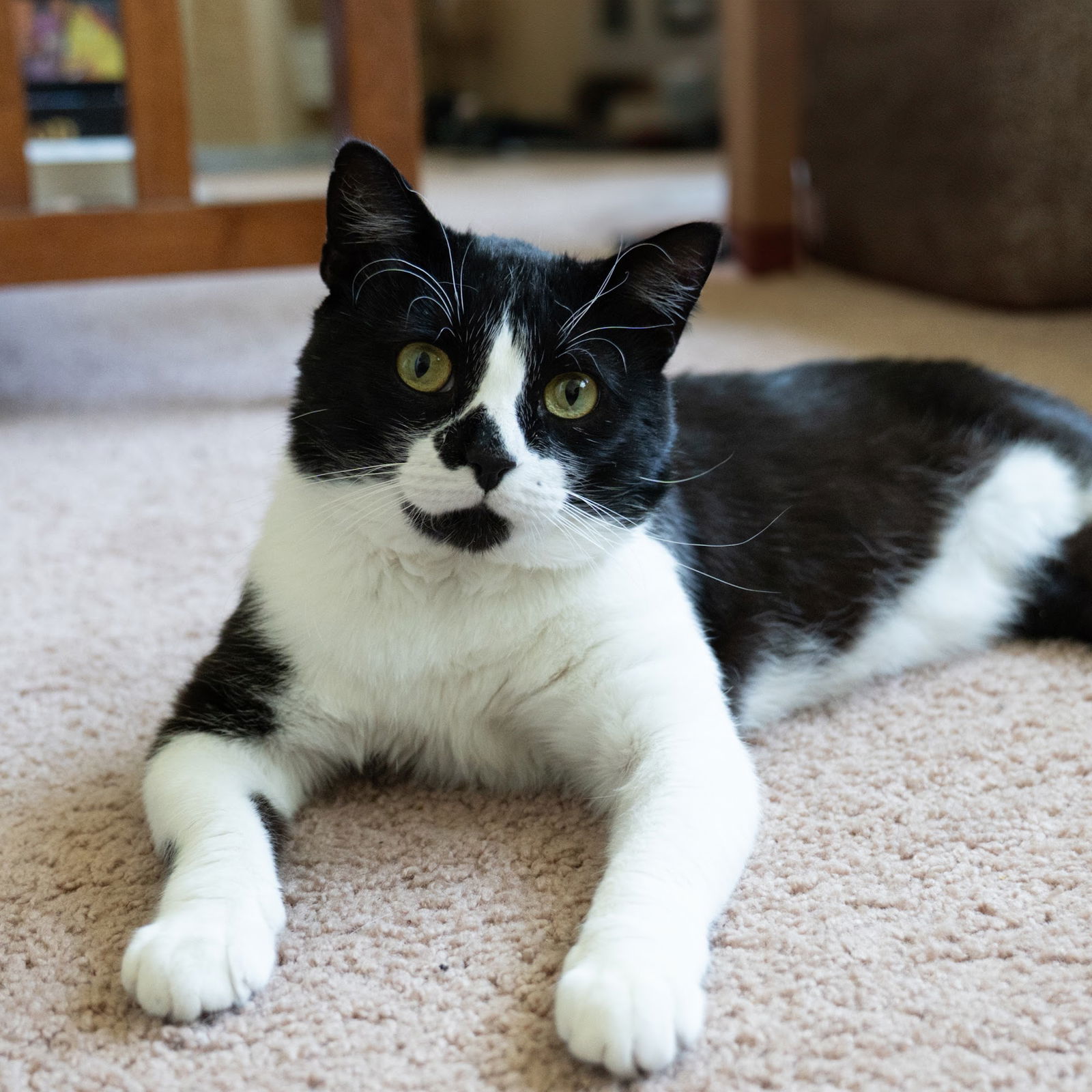 adoptable Cat in Princeton, MN named Oreo