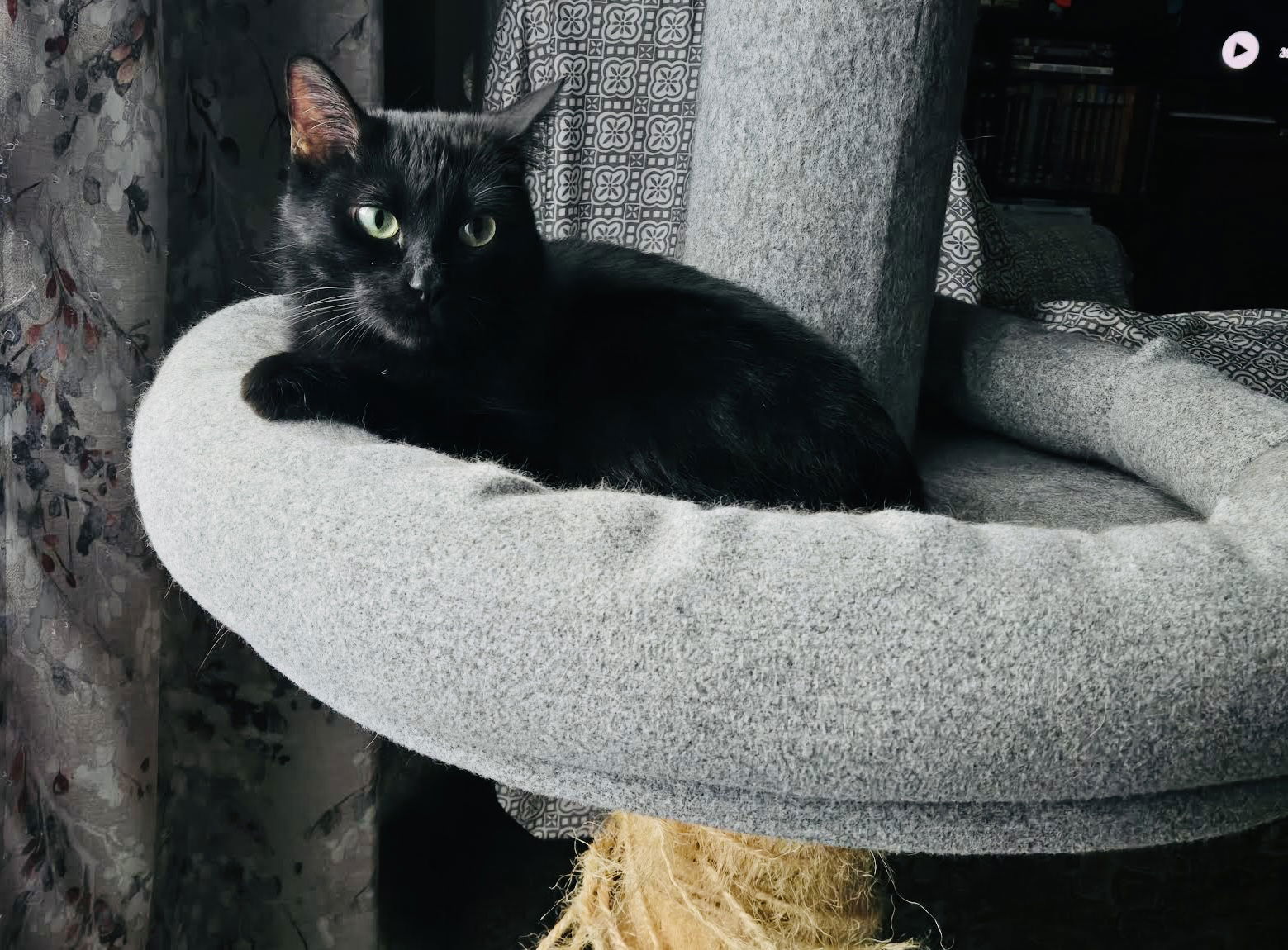 adoptable Cat in Princeton, MN named Emmy Lou Harris