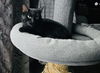 adoptable Cat in princeton, MN named Emmy Lou Harris