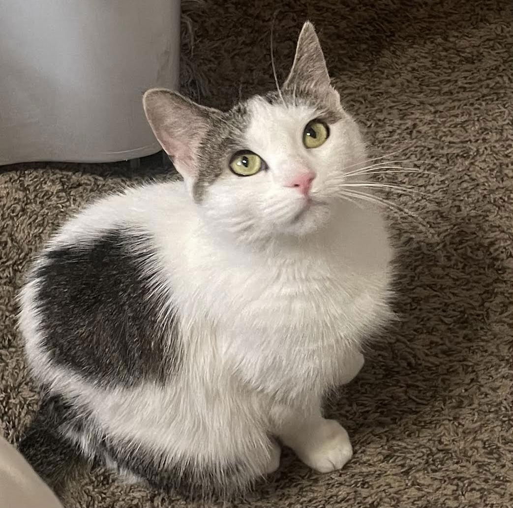 adoptable Cat in Princeton, MN named Elssa