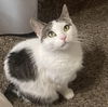 adoptable Cat in princeton, MN named Elssa