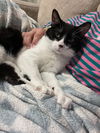 adoptable Cat in princeton, MN named Big Daddy