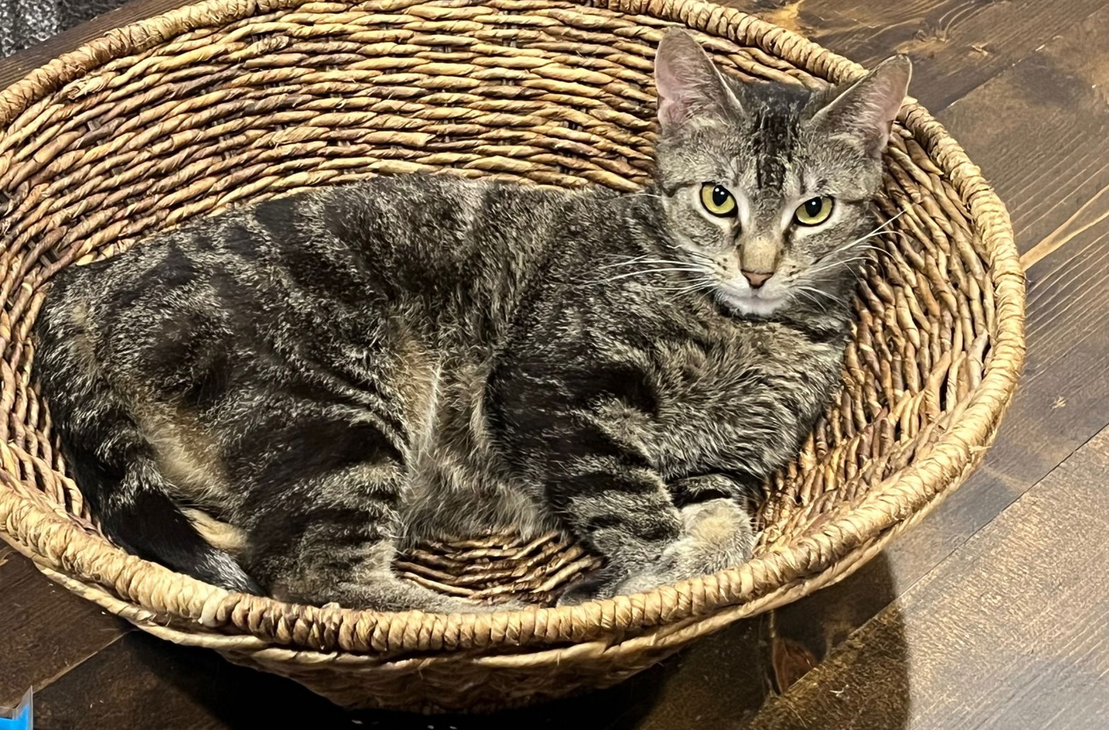 adoptable Cat in Princeton, MN named Paddywhack