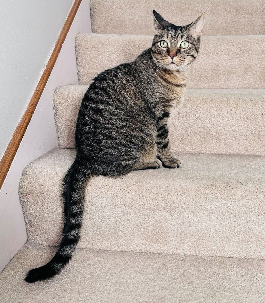adoptable Cat in Princeton, MN named Fonzie