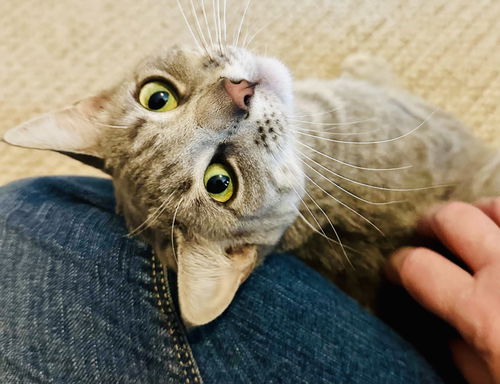 picture of the cat needing adoption