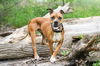 adoptable Dog in  named Crash