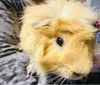 adoptable Guinea Pig in Princeton, MN named Apollo