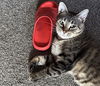 adoptable Cat in princeton, MN named Kallay