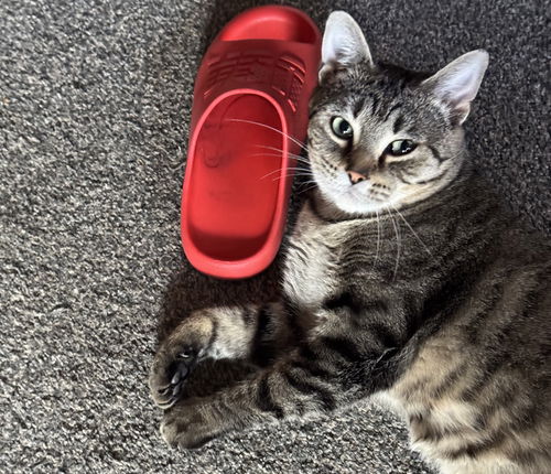 picture of the cat needing adoption
