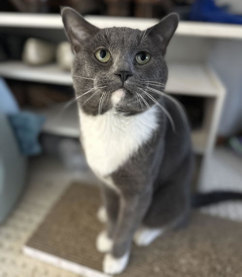 picture of the cat needing adoption