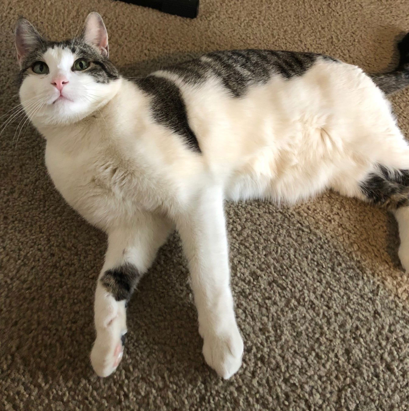 adoptable Cat in Princeton, MN named Buddy Boy