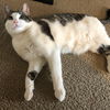 adoptable Cat in princeton, MN named Buddy Boy