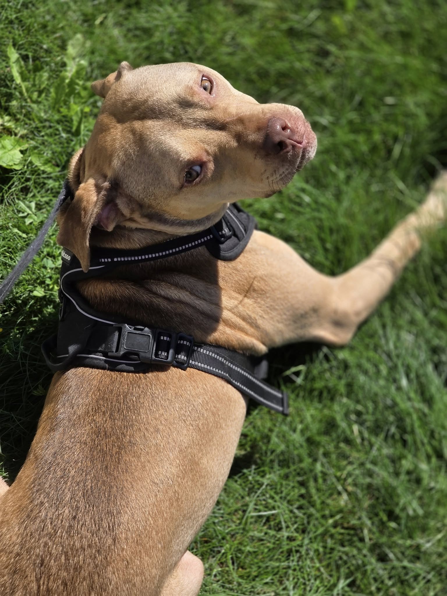 adoptable Dog in Princeton, MN named Bento