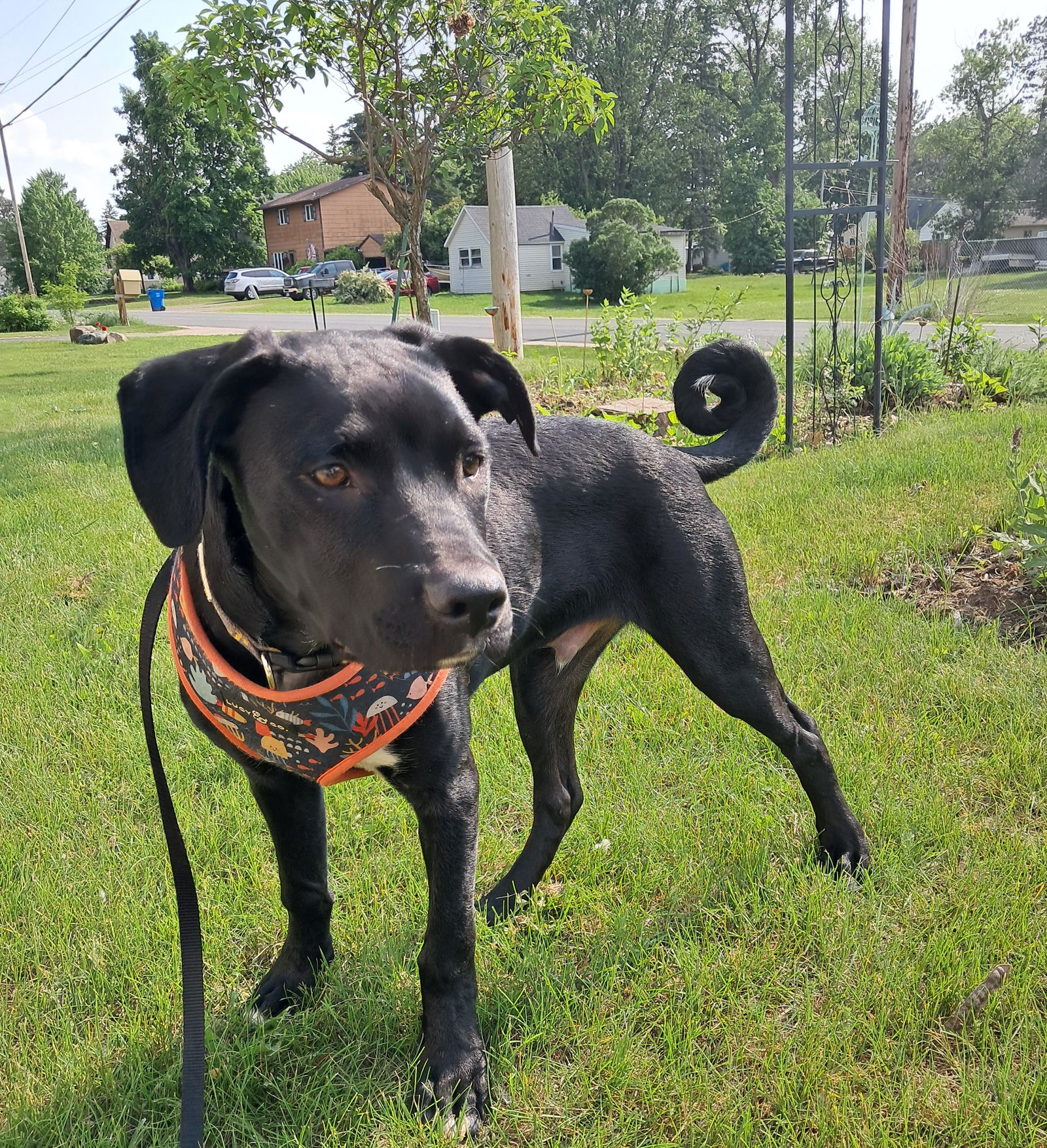 adoptable Dog in Princeton, MN named Apollo Creed
