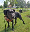 adoptable Dog in  named Apollo Creed