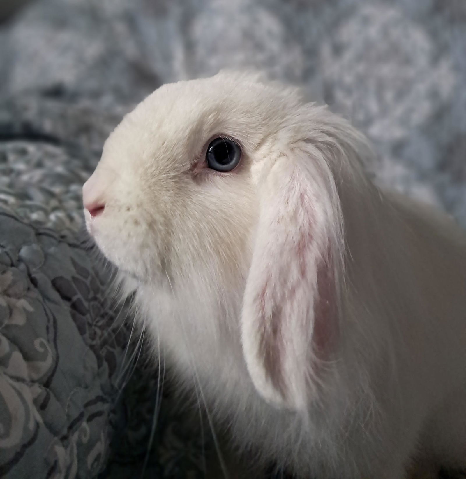 adoptable Rabbit in Princeton, MN named Clover