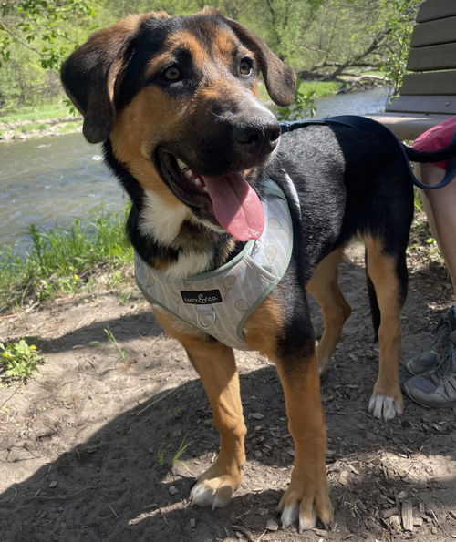 picture of the dog needing adoption
