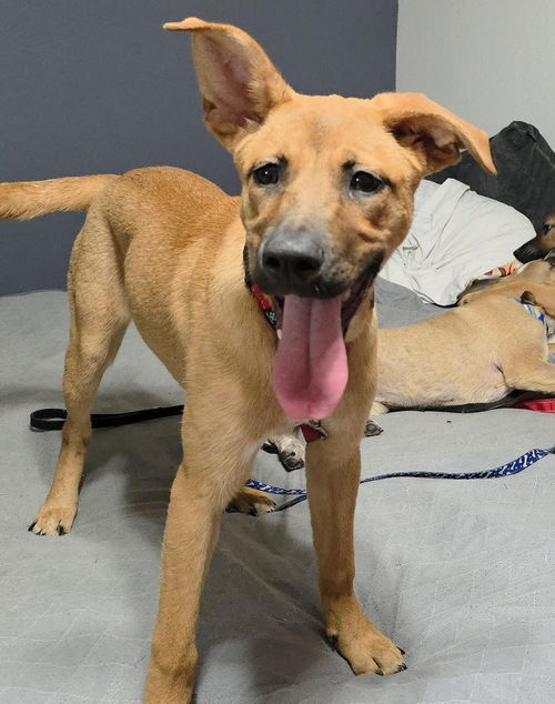 picture of the dog needing adoption