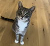 adoptable Cat in princeton, MN named Wisteria